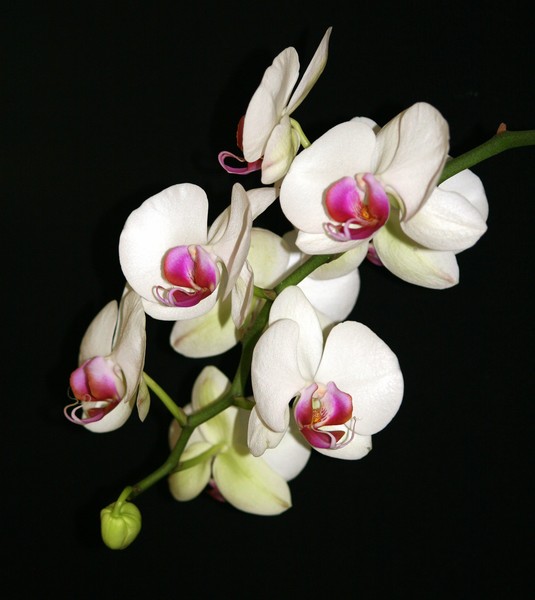 White Orchid (2)
