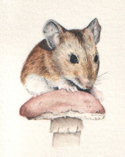 Woodmouse