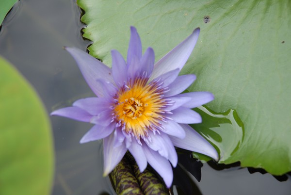 lily