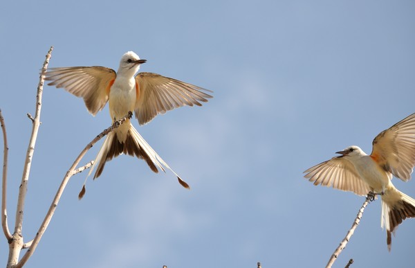 A pair of scissor-tail