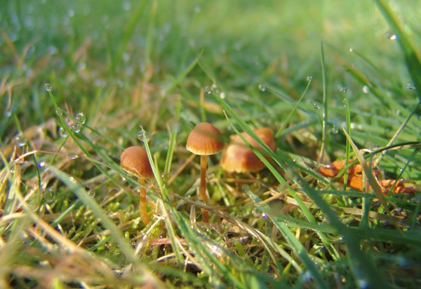 Mushrooms
