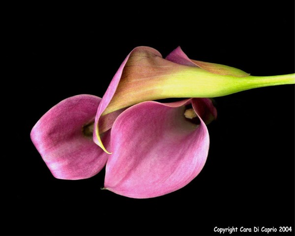 Calla Lillies 009
