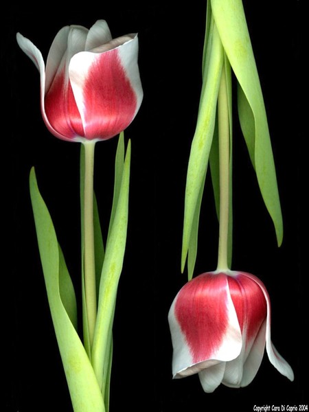 Tulips