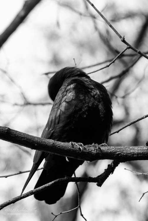 Sleeping Crow