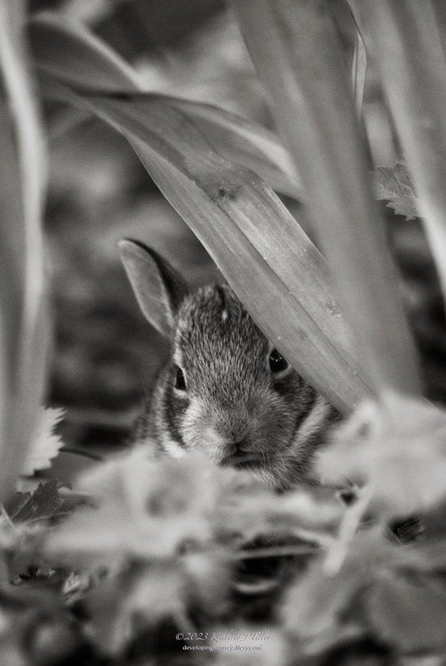 Young Cottontail In The Garden, 3