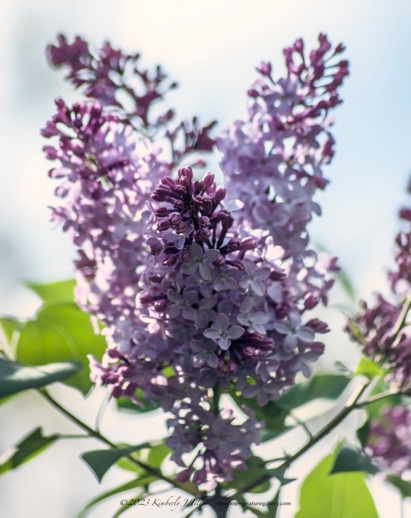 Lilacs P0685 