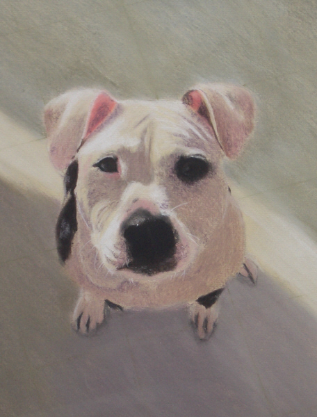 pastel dog