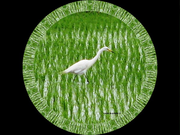 Crane in the Rice Fields