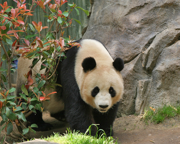 Panda Bear