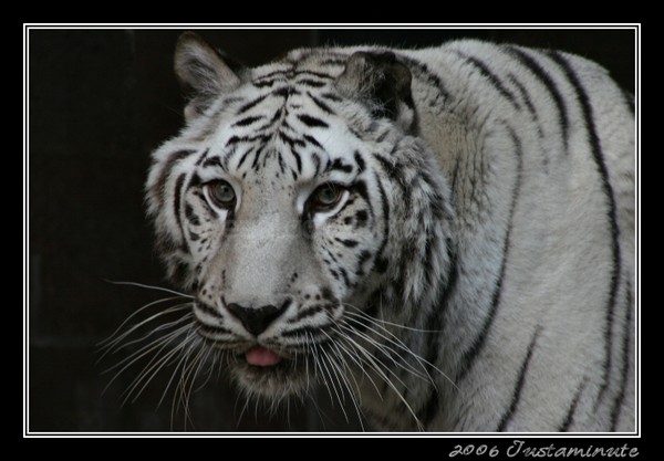 White Intense Stare