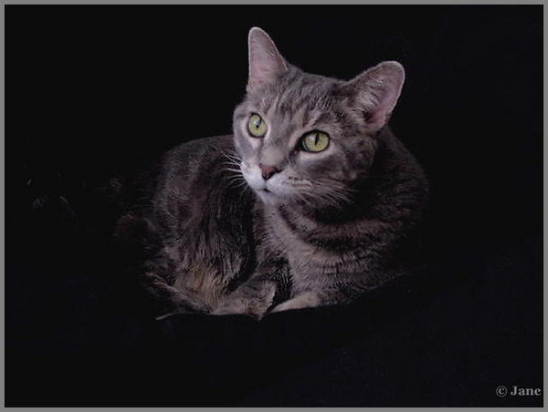 Portrait of my Cat (number 1)