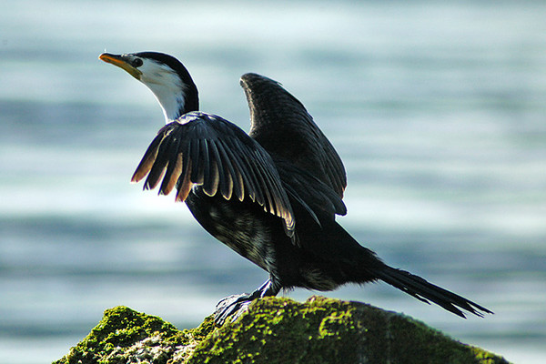 Little Shag (white throat variety)