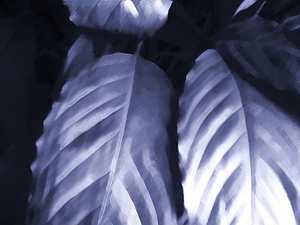 Leaves