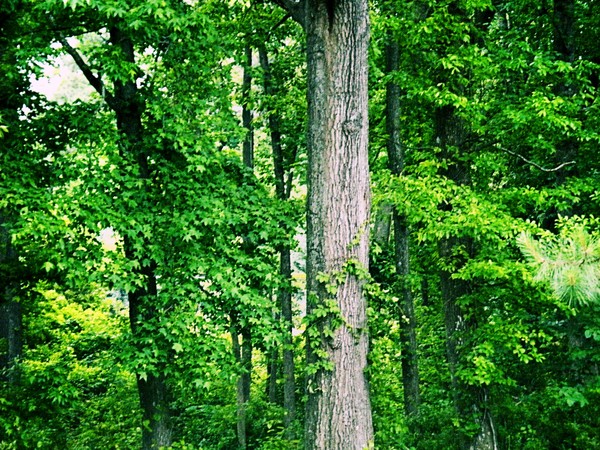 GreenNature