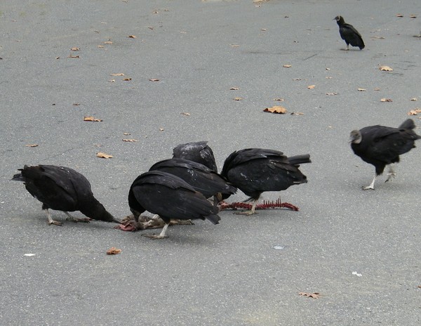 Turkey Buzzards