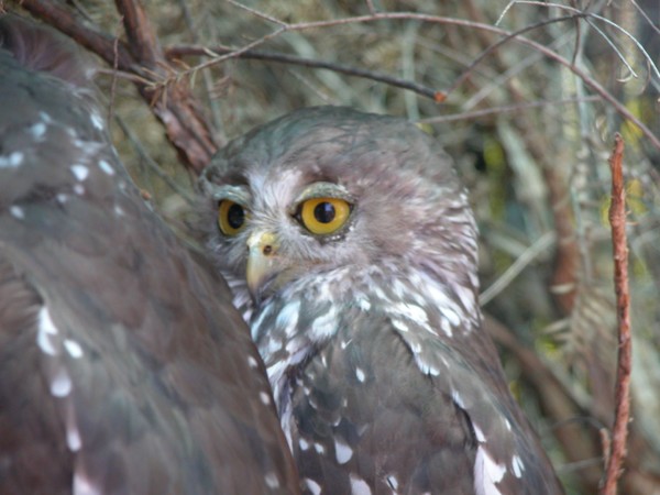 owl 