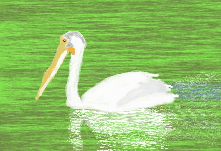 Pelican Reflected  O859