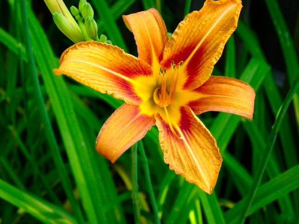 Last Years Lilly