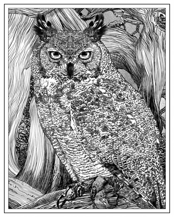 Great Horned Owl