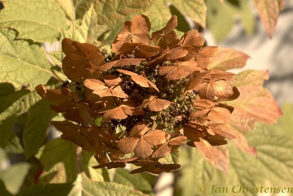Fall Flower