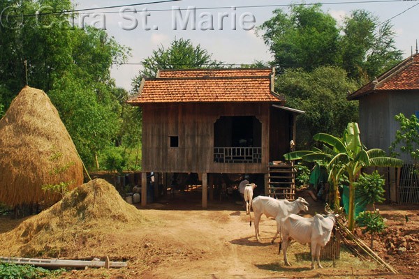 Cambodian Cow