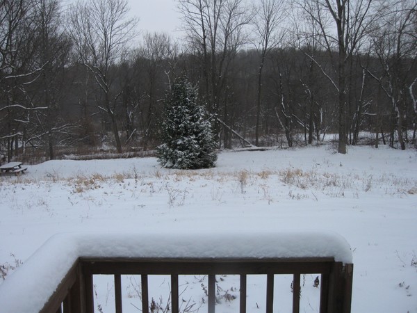 looking out my backdoor. 