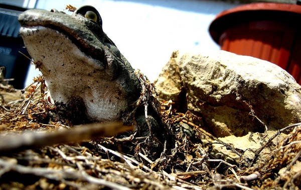 Poor Froggy