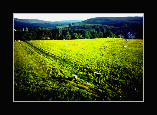 Sunrise on the Sheep Farm
