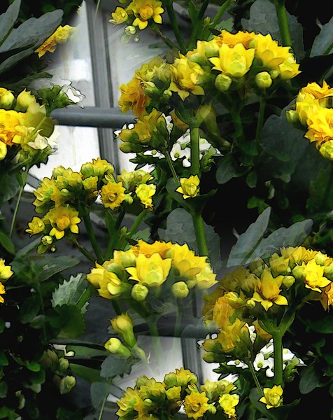 Petite Yellows (One)