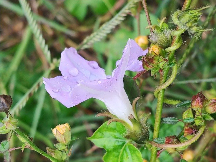 Morning Glory