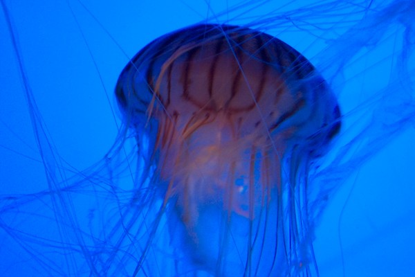 Jelly