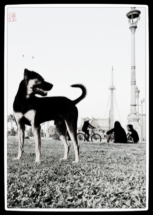 Dog In Phnom Penh