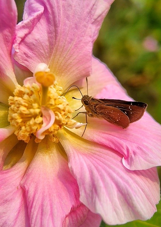 a pollen stealer