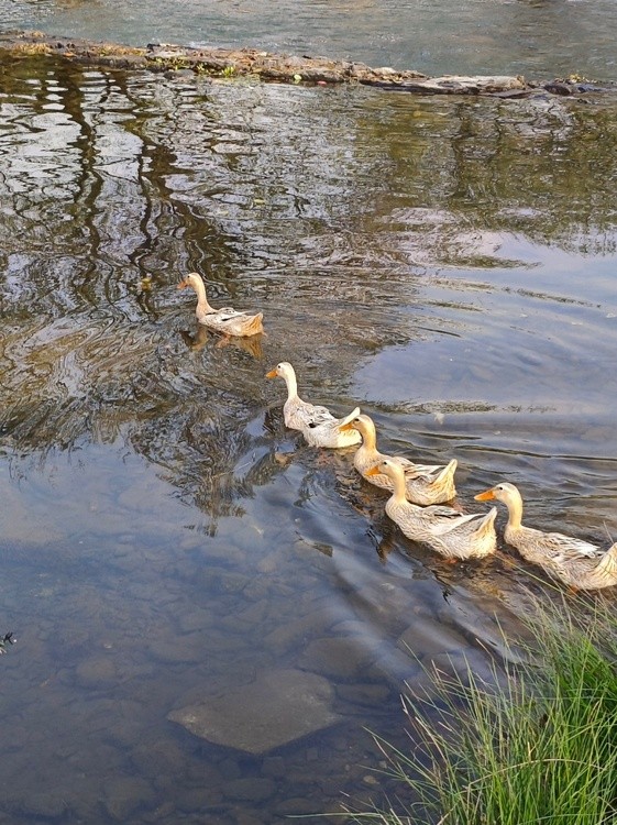 swimming to freedom