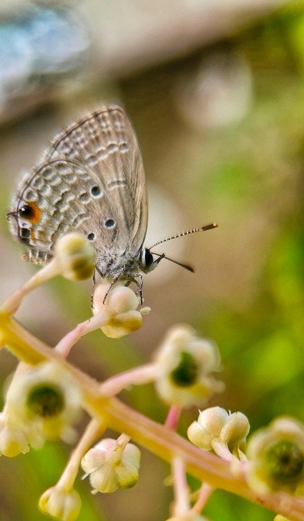 a butter and a fly