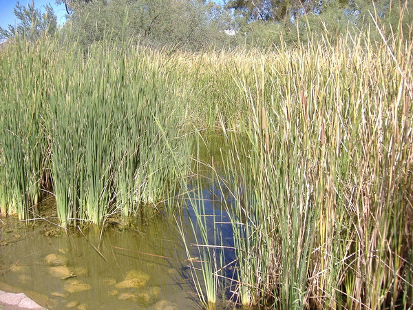 Pond