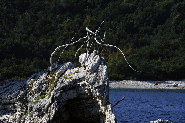 praying  mantis beach art