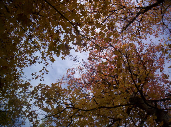 Tree-Tops