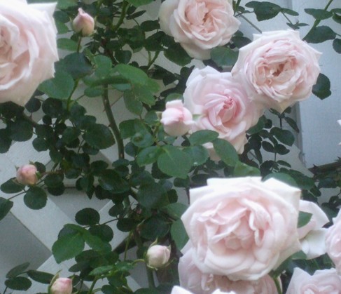 Pink Roses