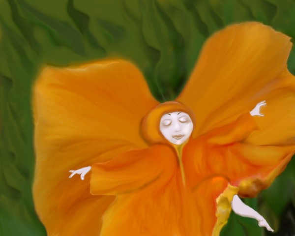 The Cape - Flower Fairy