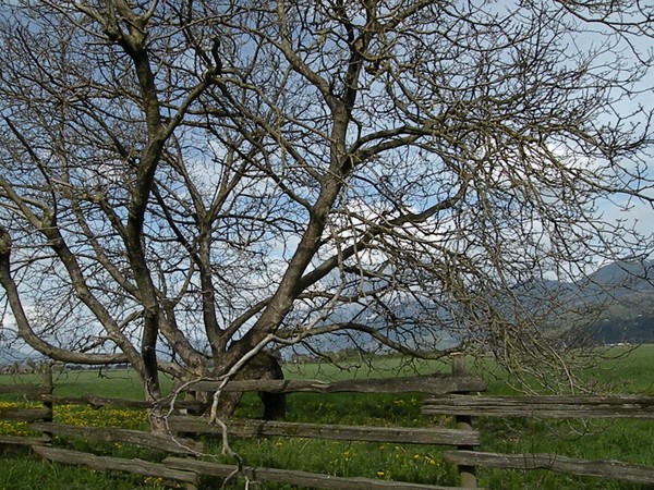 This Old tree