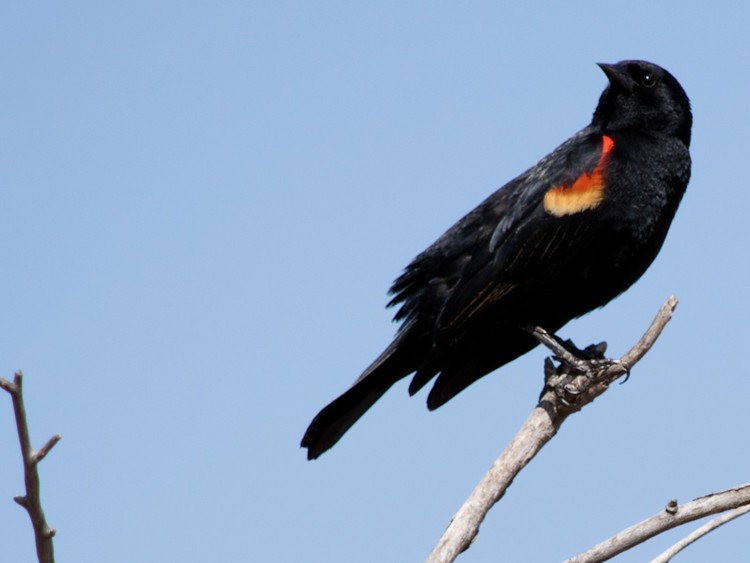 Red-winged Blackbird