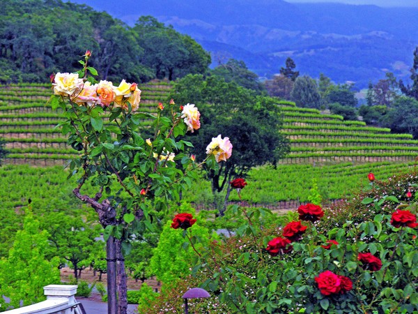 Vines and Roses