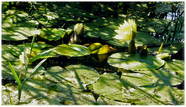 Bright and Creamy with loads of green