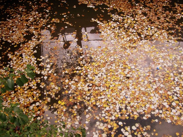 Autumn's Clouded Reflections