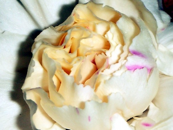 A flower
