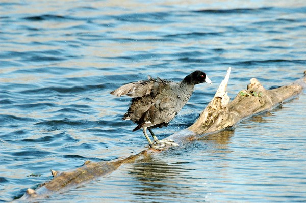 Water Shaking Coot
