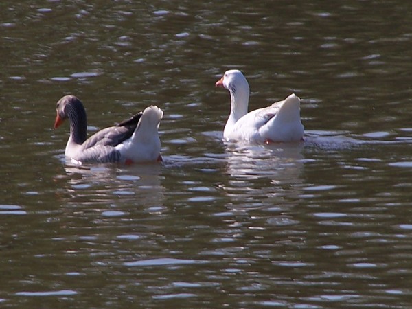 Them Ducks