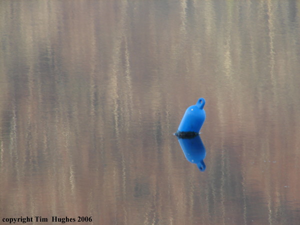 'Reflections'