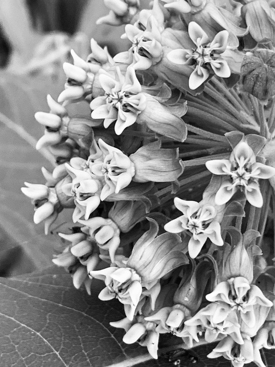 Detailed Flower